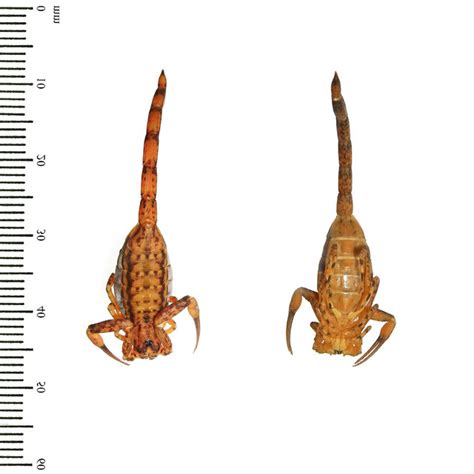 Chaerilus philippinus .